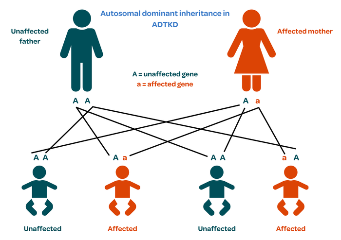 ADTKD inheritability (Sep 26)