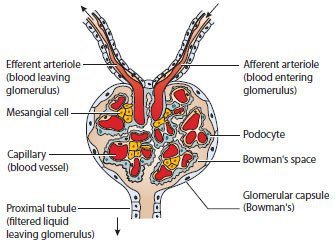 Detailed medical illustration of the glomerus.
