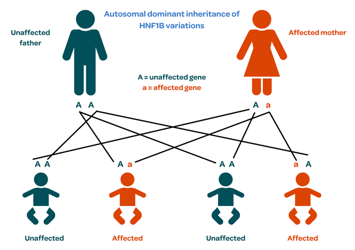 HNF1B inheritability