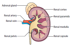 Detailed cross-section of the inside of the kidney.