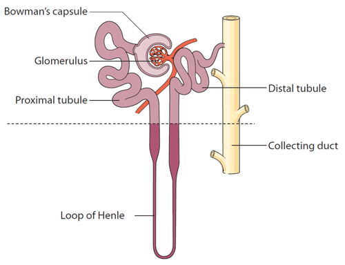 Detailed medical illustration of the nephron with a glomerulus and tubule.